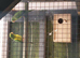 Mountain parakeet