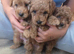 Beautiful red toy poodle puppies