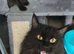 Stunning Main Coon girls