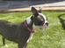Boston Terrier Girl offers considered for right home