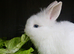 2 female lionhead x Dutch