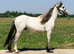 Eye catching gelding to make 12.2