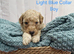 Miniature Golden Doodle