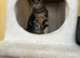 Female kitten