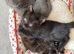 READY NOW 1kittens left