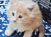 Maine Coon Kittens &ndash; Big, Friendly, Home‑Raised