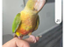 Pineapple conure
