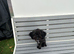 Toy poodle girl