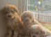 Cute baby poochons