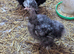 Pair very rare USA Mottled Showgirl Silkies