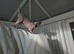 Female Sphynx Kitten