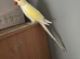 Yellow Indian ringneck