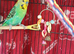 Breeding pair of budgies