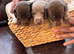 3 lovely RKC registered boys from health tested parents