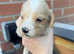 Cockapoo puppies