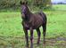 Appaloosa x ID Colt