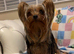 Mini Yorkshire terrier puppy’s