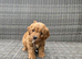 Beautiful fox red cavapoochon pups