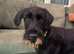 5/6 month old female Black Russian terrier