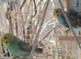 Pair of young cocks
