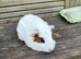 4 baby guinea pig girls ready now