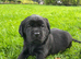 Beautiful Black Labrador Puppies