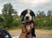 Working tri coloured collie pups
