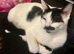 This is Speckle, she's 9 months old and is seeking her forever home