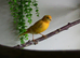 Beautiful Hen Canary &pound;20