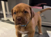 muscle mastiff puppies