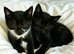 Kittens ready to leave