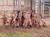 Trios RARE Fawn Indian Runner Ducks