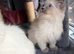 Ragdolls