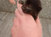 4 male kittens