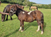 Piebald standard Shetland colt