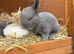 7 Mini lops - waiting list open