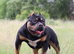 Stud available ABKC registered