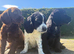 Sprocker Puppies Cocker Spaniel X Springer Spaniel