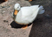 Call Ducks
