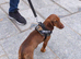 dachshund cross cocker spaniel