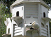 Pure white genuine white garden doves