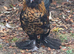 Barbu D'uccle Rooster