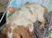 Show cocker spaniel girl nearly 11wk old