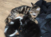 very cute very friendly kittens