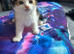 Beautiful kittens ready soon