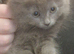 Beautiful grey kittens