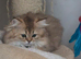 Kittens Ready for Their Forever Homes