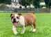 Beautiful Kc Reg British Bulldog Red & White Female