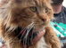 Maine Coon Boy Kittens