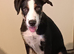 BUDDY 20 WEEK OLD BORDER COLLIE